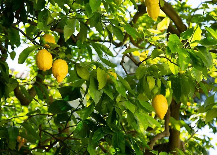 Donna Elisa * Sorrent